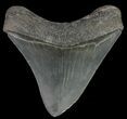 Serrated, Fossil Megalodon Tooth - Georgia #68084-1